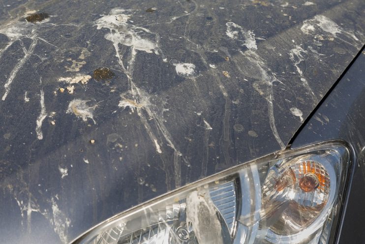 bird poop on a car