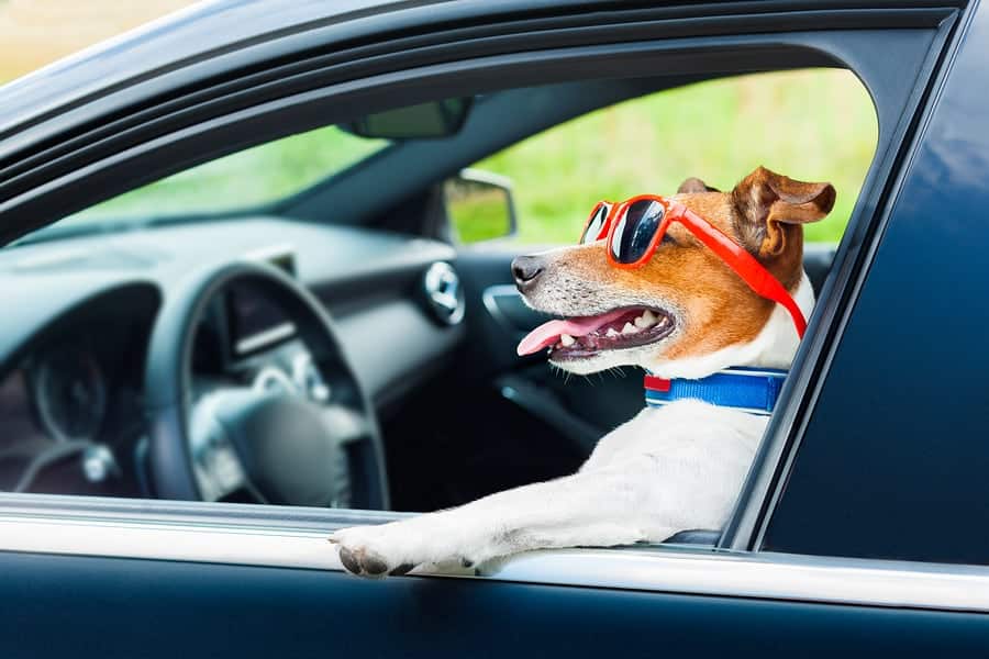 dog in a car window