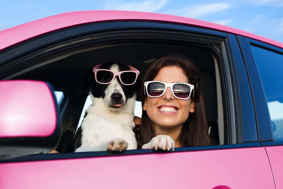 dog in a car in summer