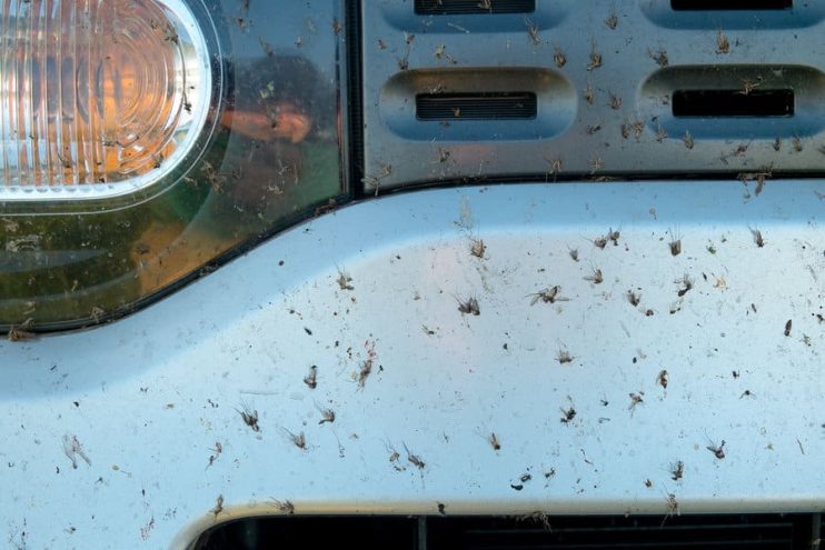 bugs on the front of a car