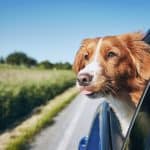 The Best Cars for Dog Lovers