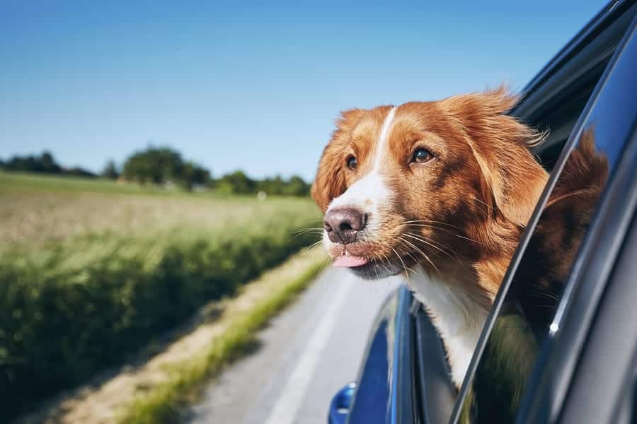 dog with head out of a car