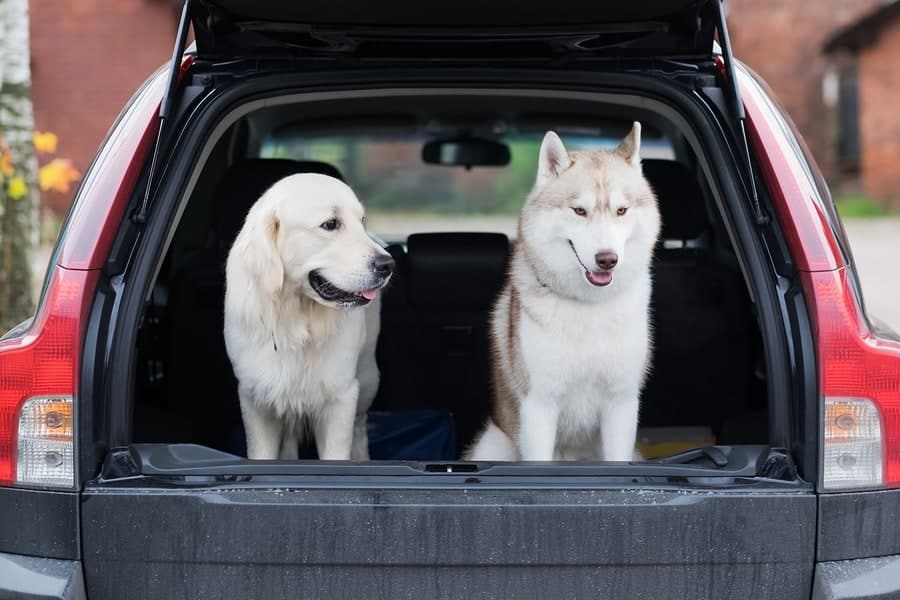 dogs in a car