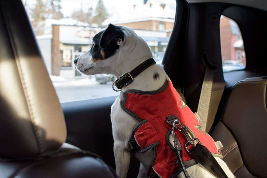 dog looking out of a car window