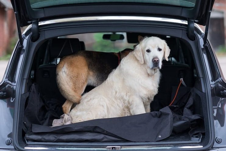 dogs in a car boot