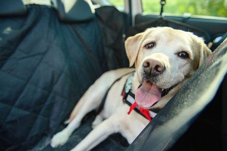 dog sitting on seat cover for dogs