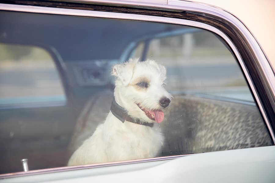 dog left in a hot car