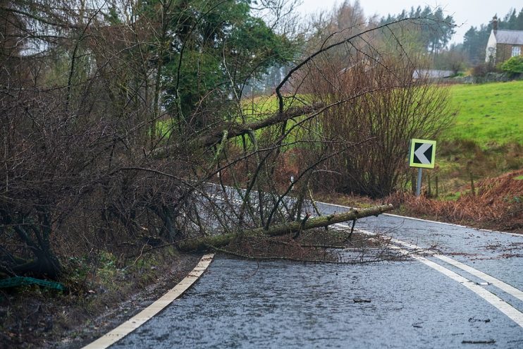 branches fallen in windy weather