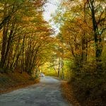 Autumn Forest Road Car. The Concept Of Travel, Long-distance Tri