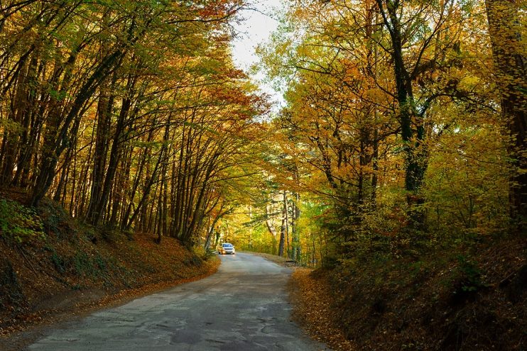 country road lined with trees