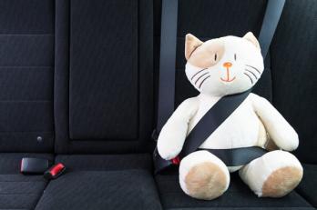 toy cat in a seat belt